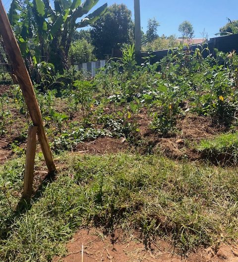 Prime 1/8acre Plot – Kapsabet